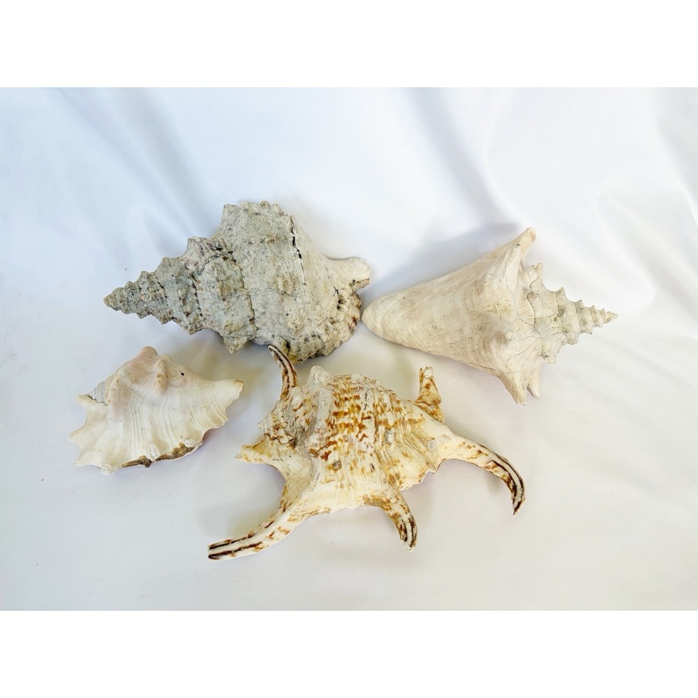 4 Unique Spiny Conch Sea Shells 4 - 6" Long  Lots of Character, Nice Assortment